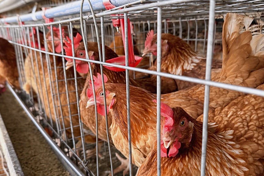 Layer cages with drinker line and feed troughs along the row at KR Farms